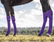 EQUINE SEAMLESS COMPRESSION SOCK PURPLE