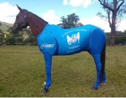 ARABIAN STALLION IN BLUE SUIT