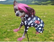 CANINE COMPRESSION ANXIETY SUIT CHINESE CRESTED