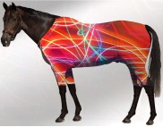 EQUINE ACTIVE  SUIT PRINTED NEON LIGHTS