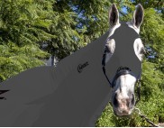 EQUINE COMPRESSION NECK GREY