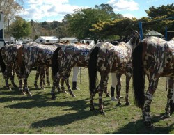  CUSTOM SUIT OR 6 HORSE CAMO SUIT ROWES LAGOON